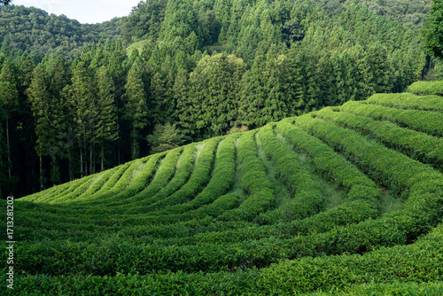 Large area of green tea fields in the boseong. 보성 녹차밭