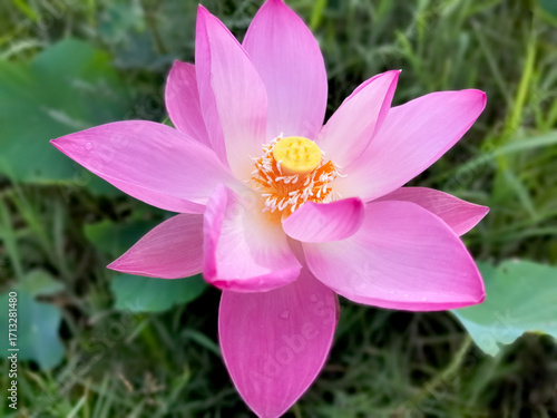 pink lotus flower