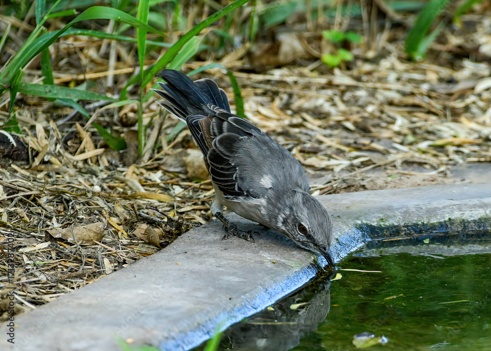 Obraz premium A Northern Mockingbird drinking from a pond