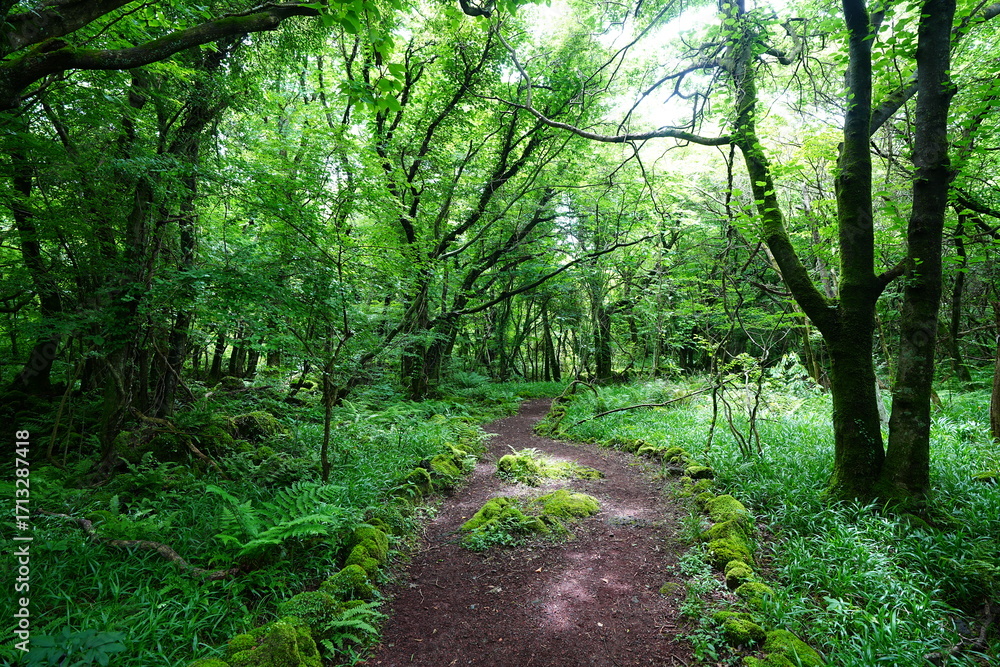 Obraz premium refreshing spring path in the gleaming sunlight