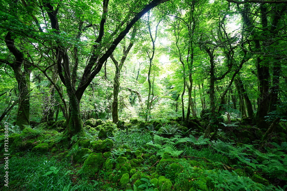 Naklejka premium dense primeval forest with fresh ferns and old trees