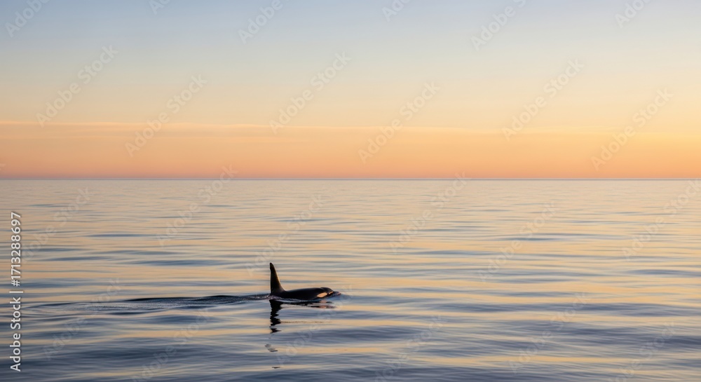 Obraz premium An orca surfaces during a serene sunrise with pastel skies and calm ocean waters reflecting the