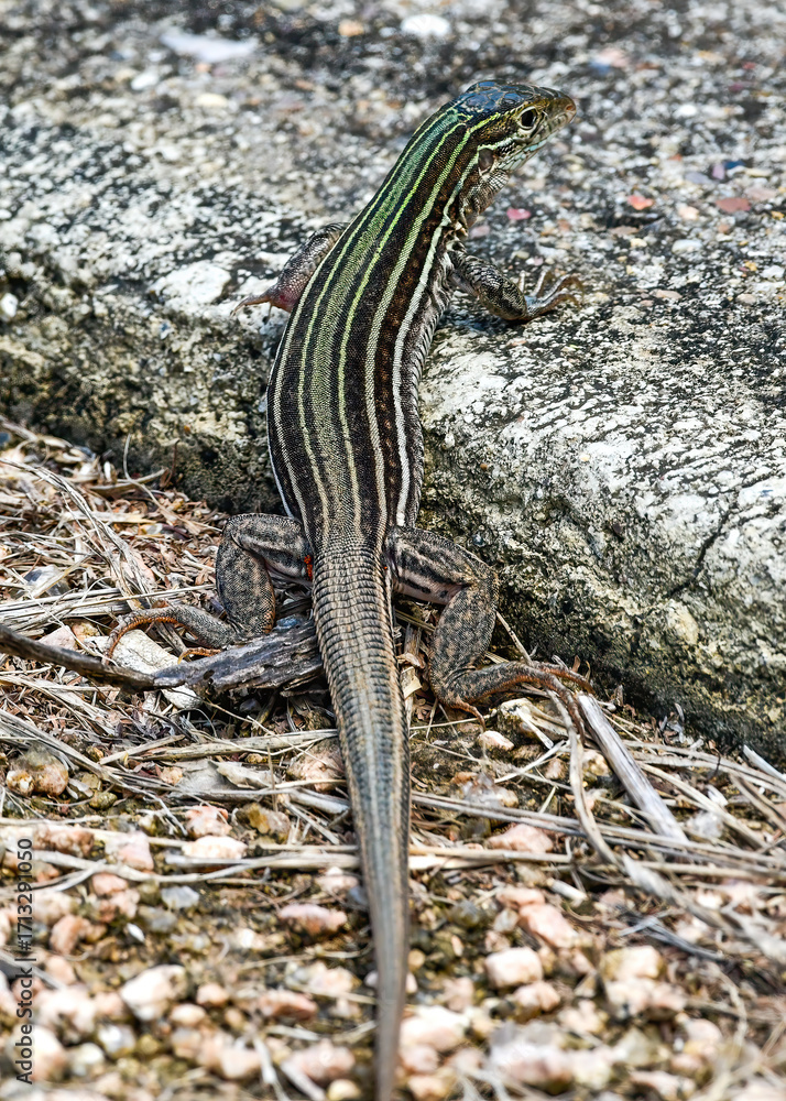 Obraz premium Six-lined Racerunner also know as a Whiptail Lizard