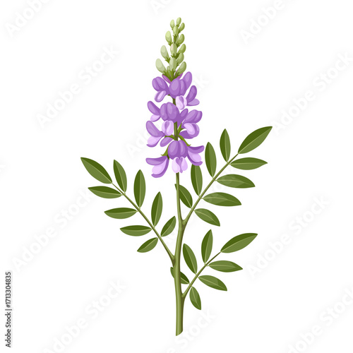 Illustration of Galega officinalis, commonly known as Galega or Goat's Rue, isolated on white background.