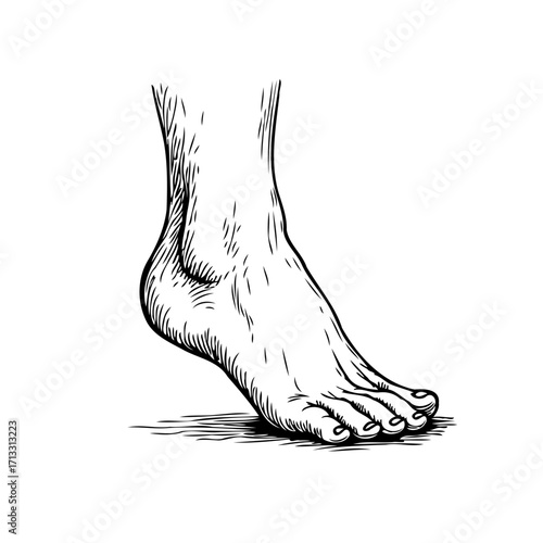 Elegant rendition of a human foot depicted through meticulous linework and detailed crosshatching