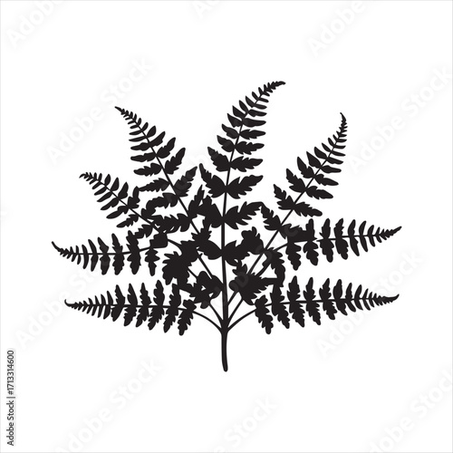 fern leaf isolated on white