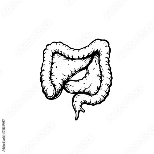 Illustration presenting the detailed anatomy of the human colon showing the structure and