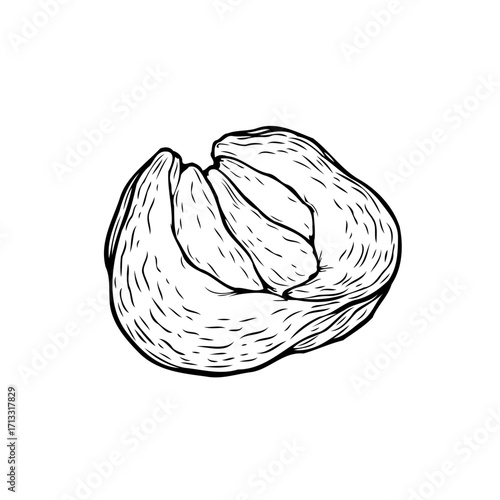 Isolated hand drawn cabbage sketch illustration showing organic vegetables used for gastronomy and