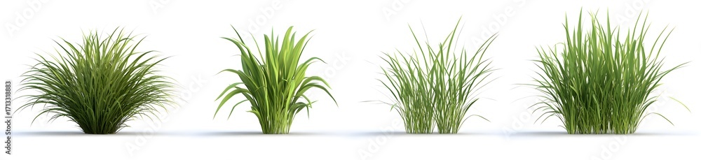 Fototapeta premium Set of grasses in four unique poses on white background