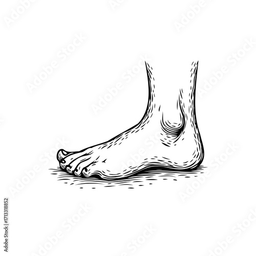 Monochrome depiction of human foot anatomy displaying detailed line work showcasing form and