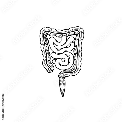 Simple anatomical line drawing illustration of human colon showcasing digestive system health and