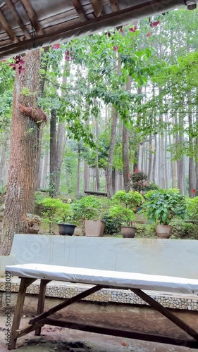 Bright white lilies bloom in a sunlit forest garden among trees, creating a peaceful, natural scene