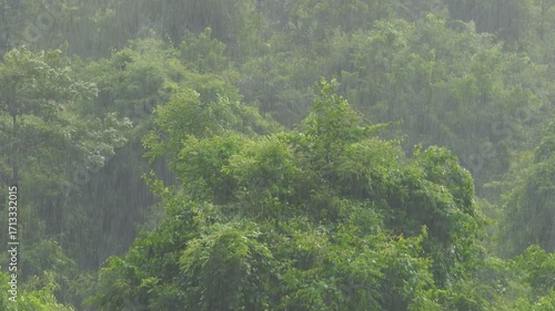 Vibrant Green Trees Under Heavy Rainfall in Lush Forest Landscape