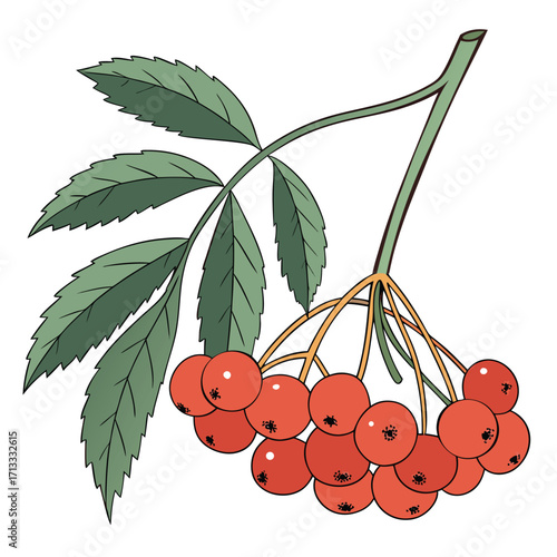Rowan Berry Branch with Green Leaves rowan berries