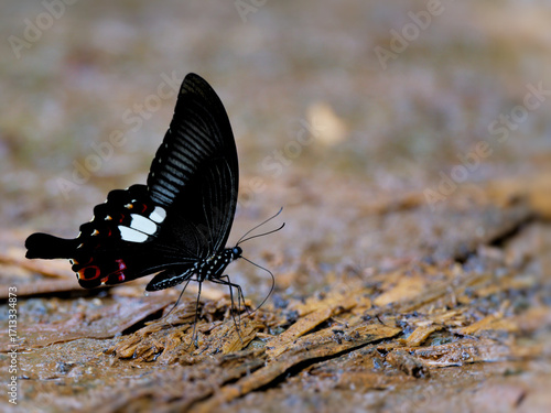 A Red Helen butterfly rested on the ground, absorbing minerals from a salt lick at Kaeng Krachan National Park Thailand