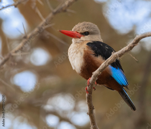Foto Grey-headed kingfisher (Halcyon leucocephala) in Amboseli National Park, Kenya
