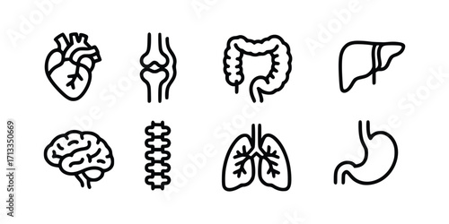 Human anatomy organs vector illustration heart brain liver lungs spine