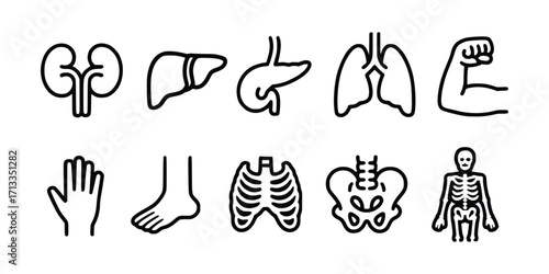 Human Body Organs and Skeleton Outline Icons Vector Illustration