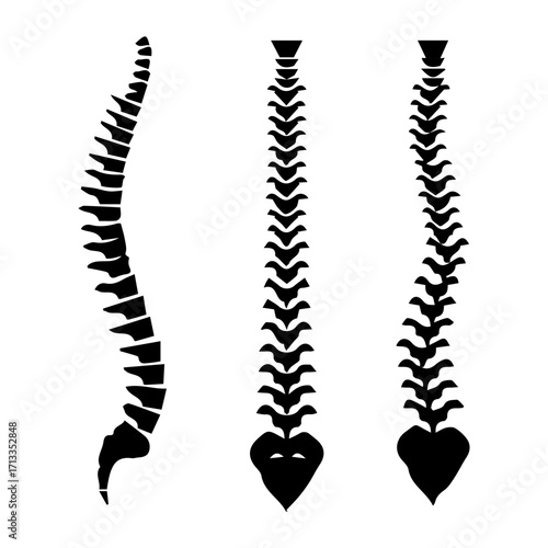Spine Anatomy