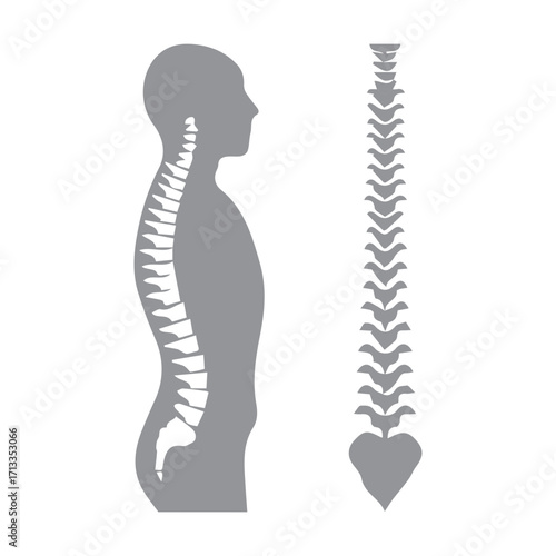 Spine Illustration