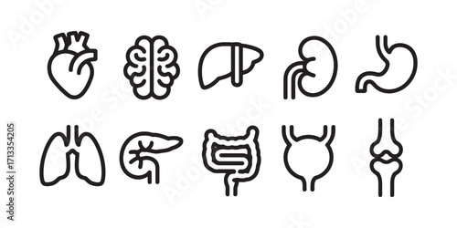 Human Internal Organs Line Icon Set Anatomy Healthcare Icons Collection