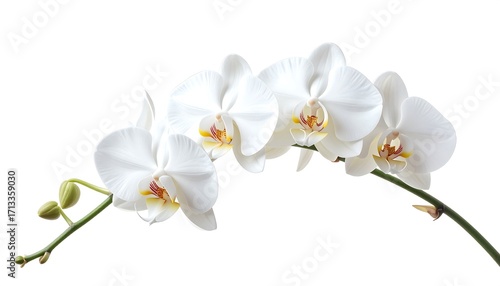 Delicate white orchids gracefully arch against a pure white background.