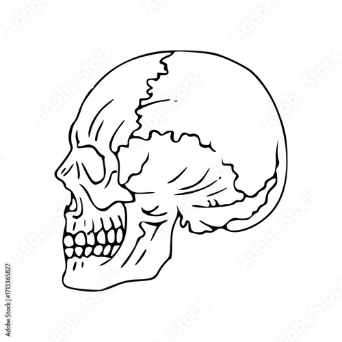 side view of human skull line art