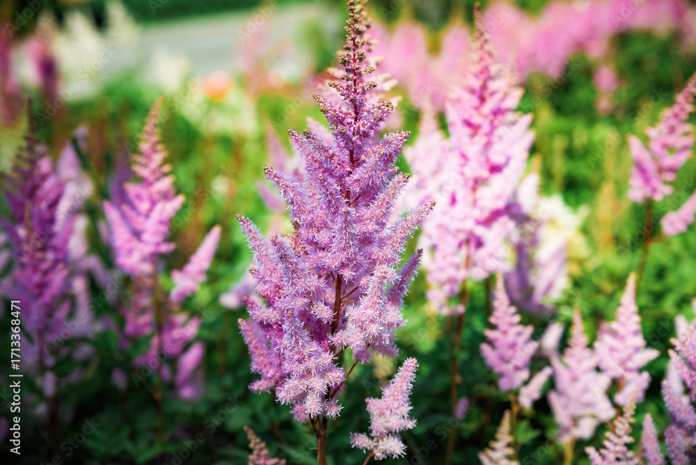 Obraz premium Purple Astilbe flower in close-up view with delicate feathery blooms and green background, highlighting its ornamental beauty in summer light.