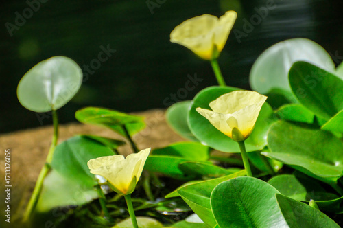 blossoming lotus flowers