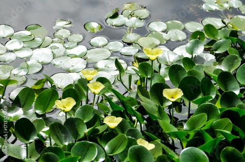 blossoming lotus flowers