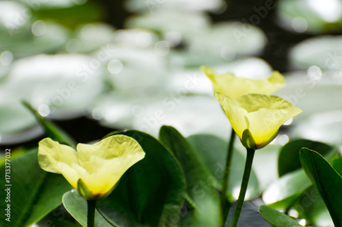 blossoming lotus flowers