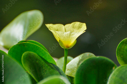 blossoming lotus flowers
