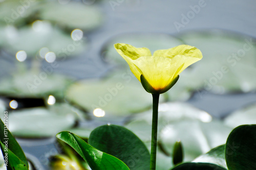 blossoming lotus flowers