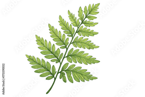 Delicate fern leaf botanical illustration. Detailed vector of a green forest plant frond. Natural, tropical jungle foliage. Elegant and intricate flora drawing for design projects.