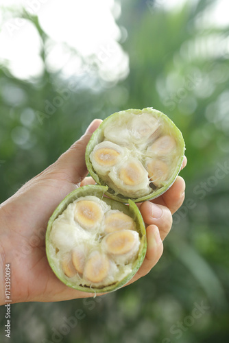 Fresh Luo Han Guo Monk Fruit Cut Open Showing Seeds - Traditional Chinese Herbal Medicine