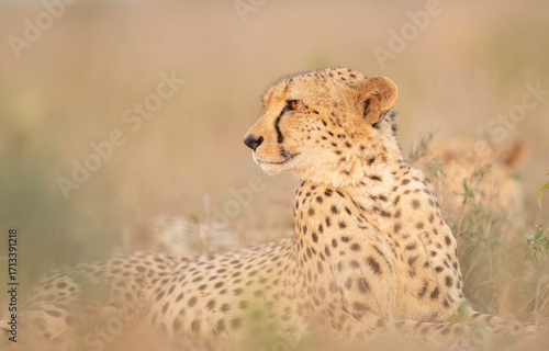 Cheetah (Acinonyx jubatus), Portrait, Zimanga, South Africa 