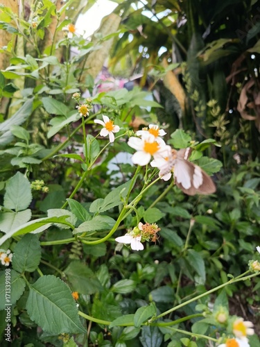 butterfly on a flower