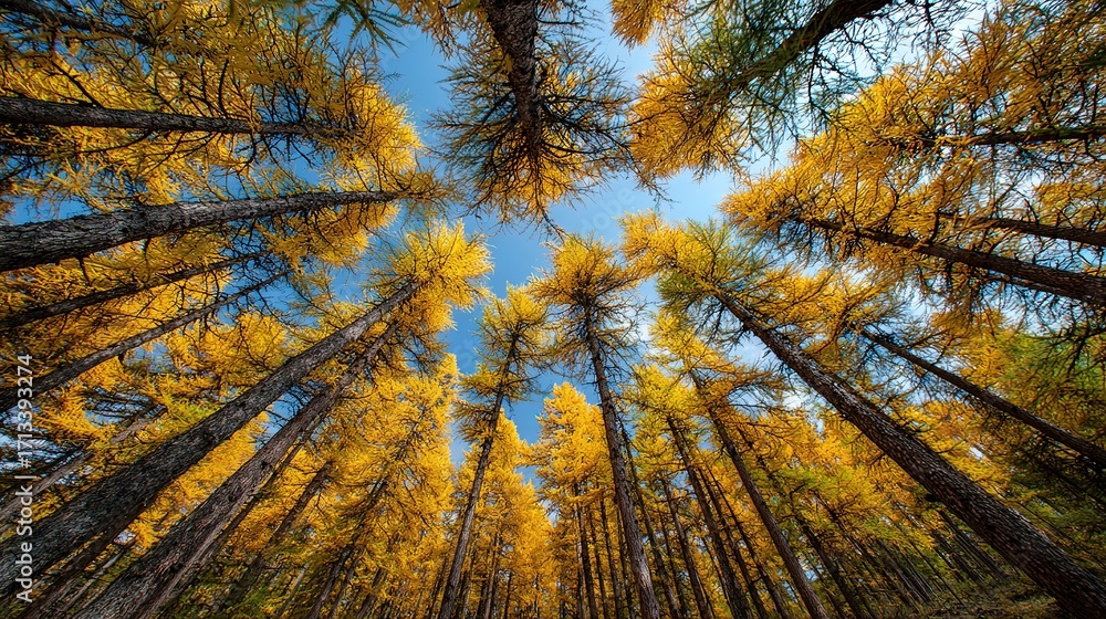 Obraz premium Autumn Forest Background with Yellow Foliage Against a Blue Sky. Golden Autumn and Colorful Larch Trees in the Fall.