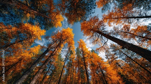 Autumn Forest Background with Yellow Foliage Against a Blue Sky. Golden Autumn and Colorful Larch Trees in the Fall.