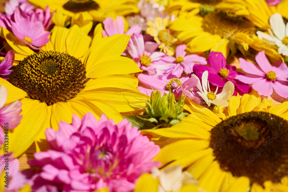 Obraz premium Sunflower, dahlias and cosmos floral background 