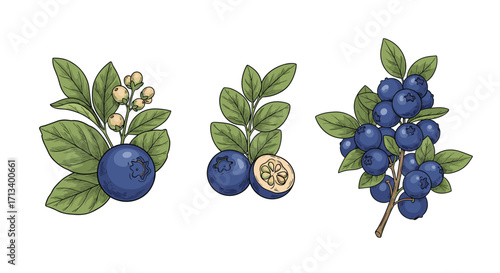 A collection of three detailed illustrations of ripe blueberries with green leaves and stems.