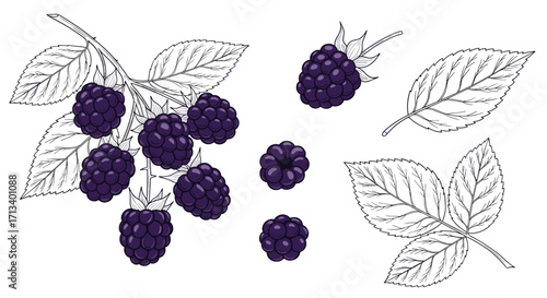 Illustration of ripe blackberries on a branch with leaves and individual fruits.