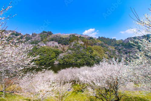 Fotografía 斜面に広がる梅と新緑の谷（月ヶ瀬梅林）