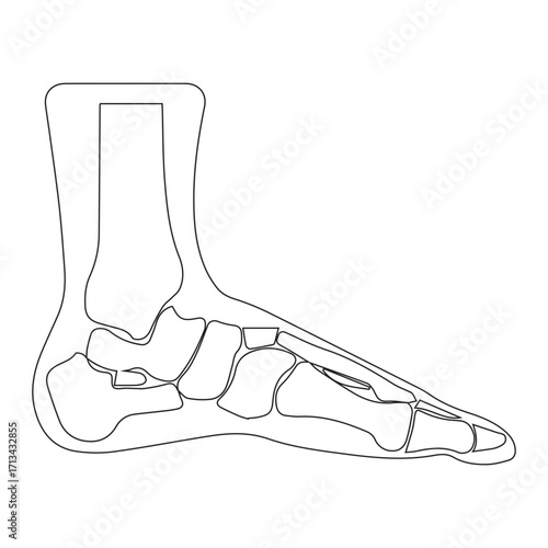 Anatomical Foot Outline