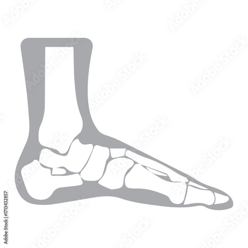 Anatomy of Foot