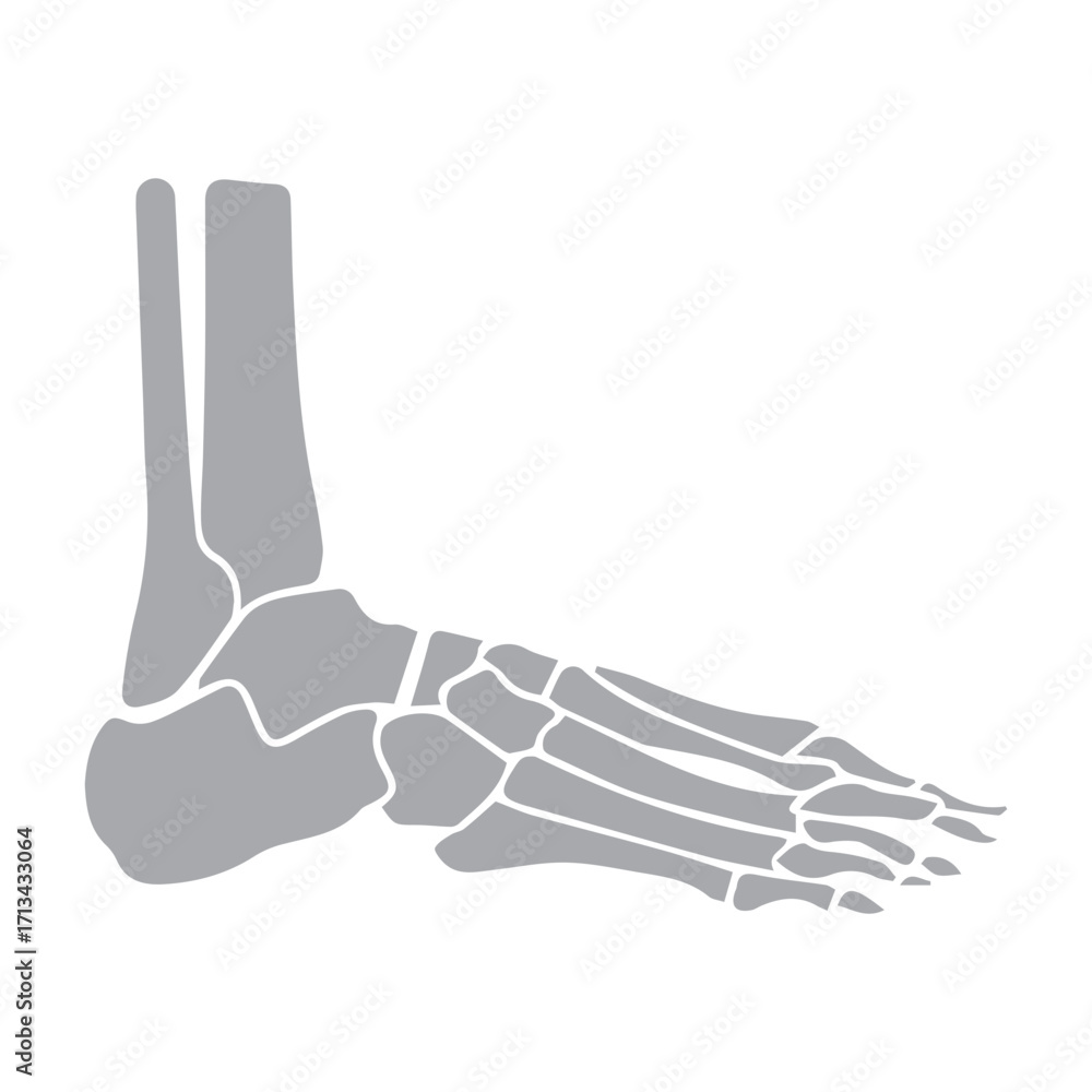 Obraz premium Foot bone structure