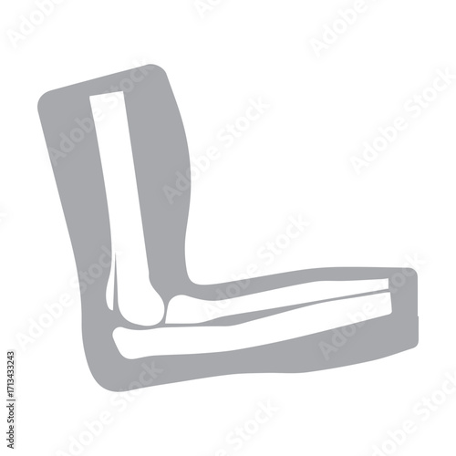 Elbow Anatomy Illustration
