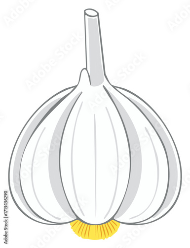 Stylized Whole Garlic Bulb Vegetable Illustration for Cooking Seasonings