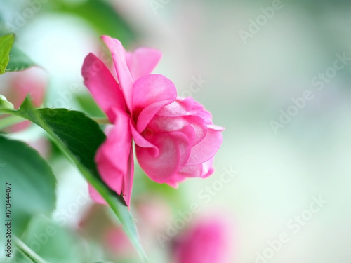 a delicate, beautiful pink flower from the balsamic family, on a blurred background, macro