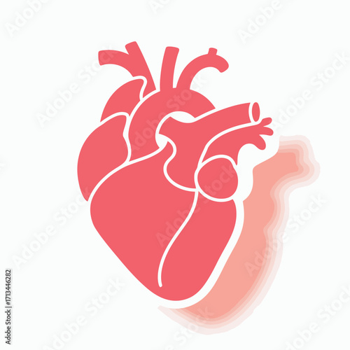 Stylized illustration of a human heart with a shadow effect